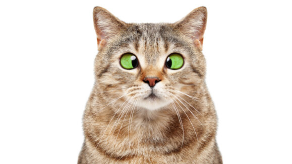 Portrait,Of,A,Funny,Cross eyed,Cat,Scottish,Straight,Isolated,On