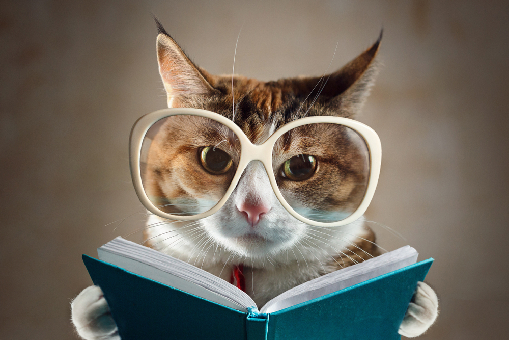 Cat,In,Glasses,Holding,A,Turquoise,Book,And,Strictly,Looks