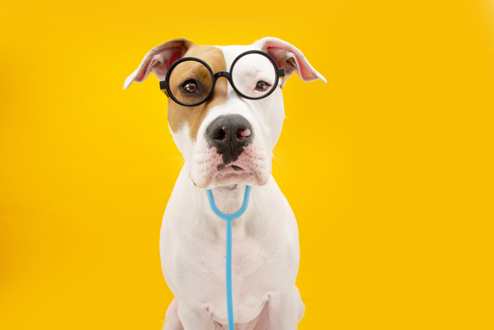 Funny,American,Staffordshire,Dog,Dressed,As,A,Doctor,Celebrating,Carnival,