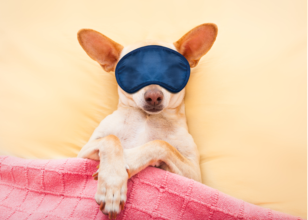 Chihuahua,Dog,With,Headache,And,Hangover,Sleeping,In,Bed,Like